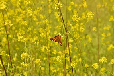 DSC_6418 (Large).JPG